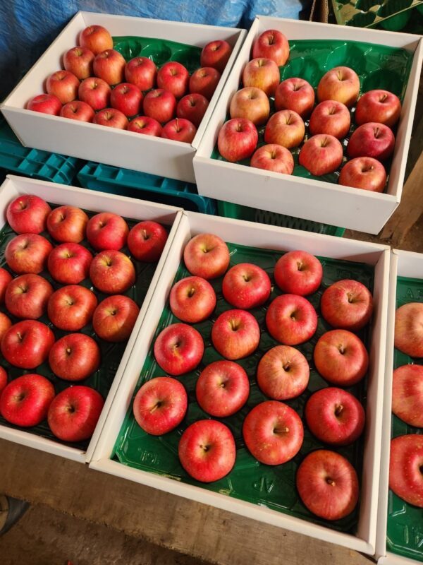 【Amazing Apple】サンふじ贈答品5kg‐11月下旬～順次発送‐ - 画像 (3)
